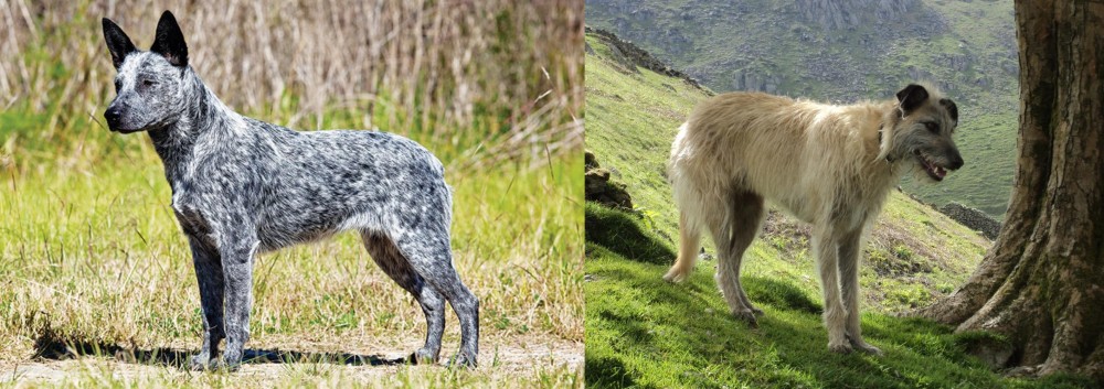Lurcher vs Australian Stumpy Tail Cattle Dog - Breed Comparison