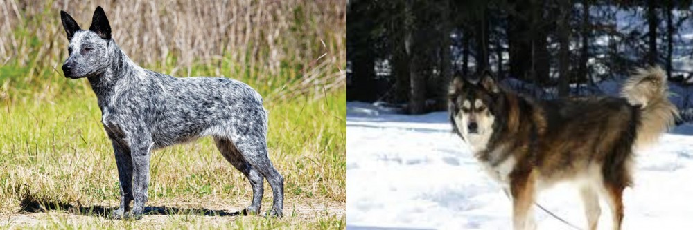 Mackenzie River Husky vs Australian Stumpy Tail Cattle Dog - Breed Comparison