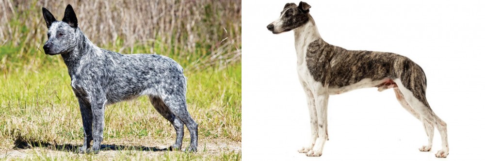 Magyar Agar vs Australian Stumpy Tail Cattle Dog - Breed Comparison