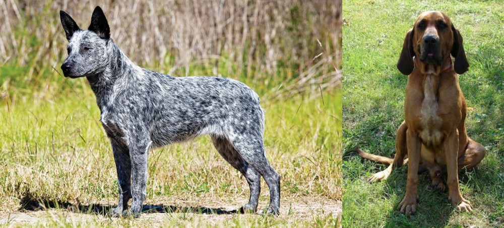 Majestic Tree Hound vs Australian Stumpy Tail Cattle Dog - Breed Comparison