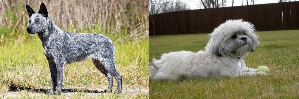 Mal-Shi vs Australian Stumpy Tail Cattle Dog - Breed Comparison
