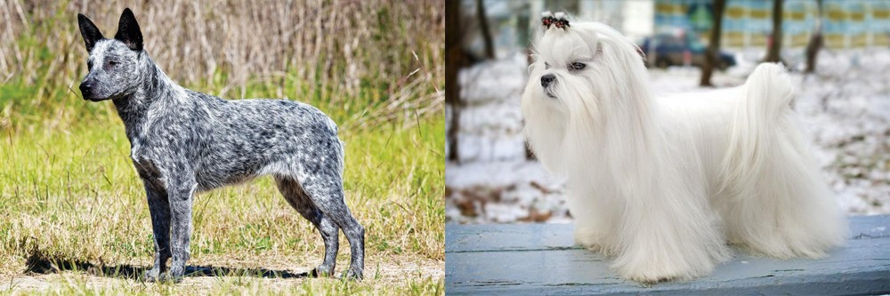 Maltese vs Australian Stumpy Tail Cattle Dog - Breed Comparison
