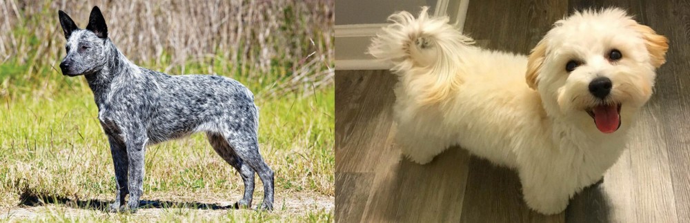 Maltipoo vs Australian Stumpy Tail Cattle Dog - Breed Comparison