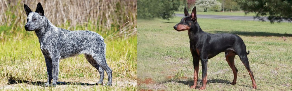 Manchester Terrier vs Australian Stumpy Tail Cattle Dog - Breed Comparison