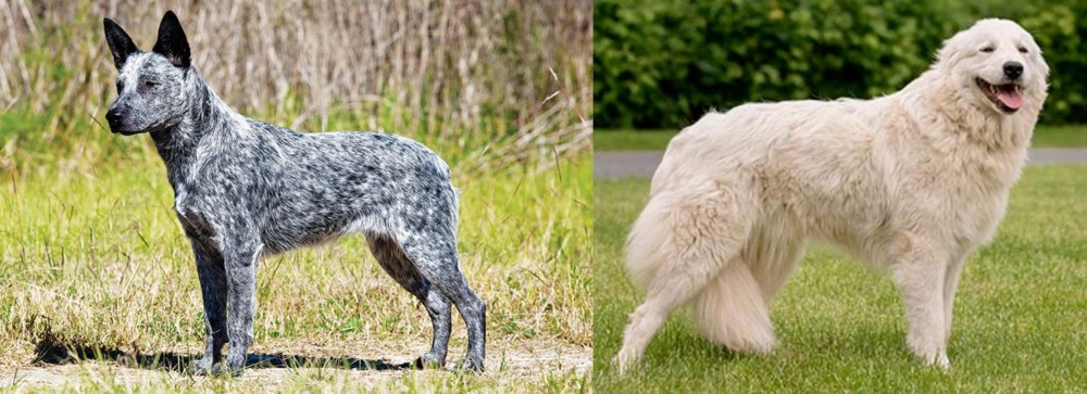 Maremma Sheepdog vs Australian Stumpy Tail Cattle Dog - Breed Comparison