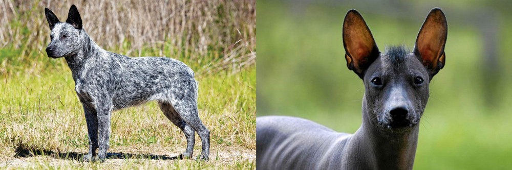 Mexican Hairless vs Australian Stumpy Tail Cattle Dog - Breed Comparison