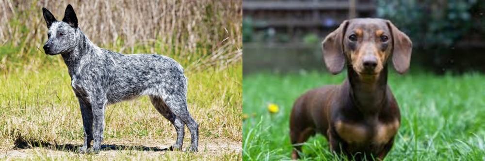 Miniature Dachshund vs Australian Stumpy Tail Cattle Dog - Breed Comparison