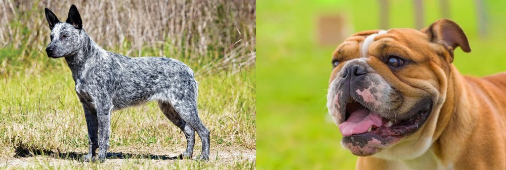 Miniature English Bulldog vs Australian Stumpy Tail Cattle Dog - Breed Comparison