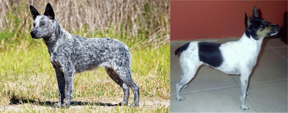 Miniature Fox Terrier vs Australian Stumpy Tail Cattle Dog - Breed Comparison