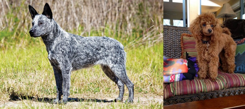 Miniature Poodle vs Australian Stumpy Tail Cattle Dog - Breed Comparison