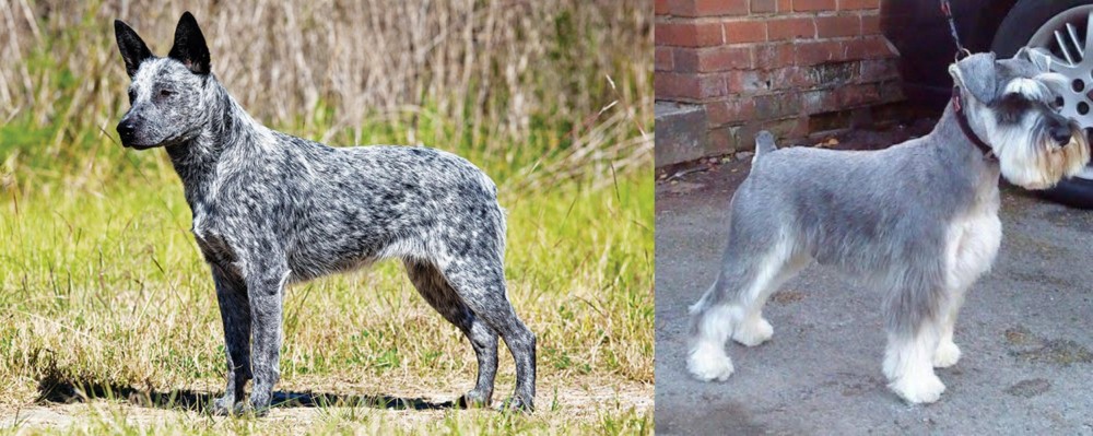 Miniature Schnauzer vs Australian Stumpy Tail Cattle Dog - Breed Comparison