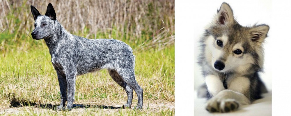 Miniature Siberian Husky vs Australian Stumpy Tail Cattle Dog - Breed Comparison