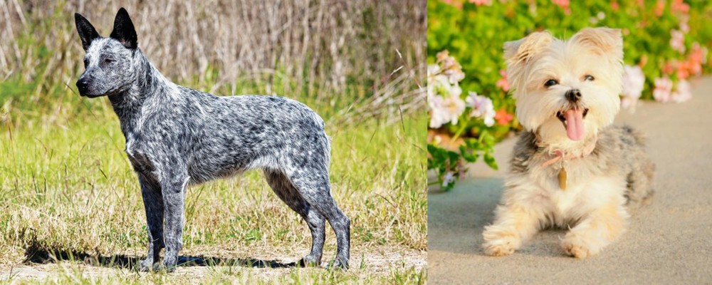 Morkie vs Australian Stumpy Tail Cattle Dog - Breed Comparison
