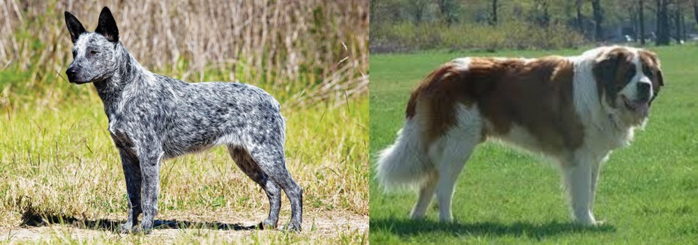 Moscow Watchdog vs Australian Stumpy Tail Cattle Dog - Breed Comparison