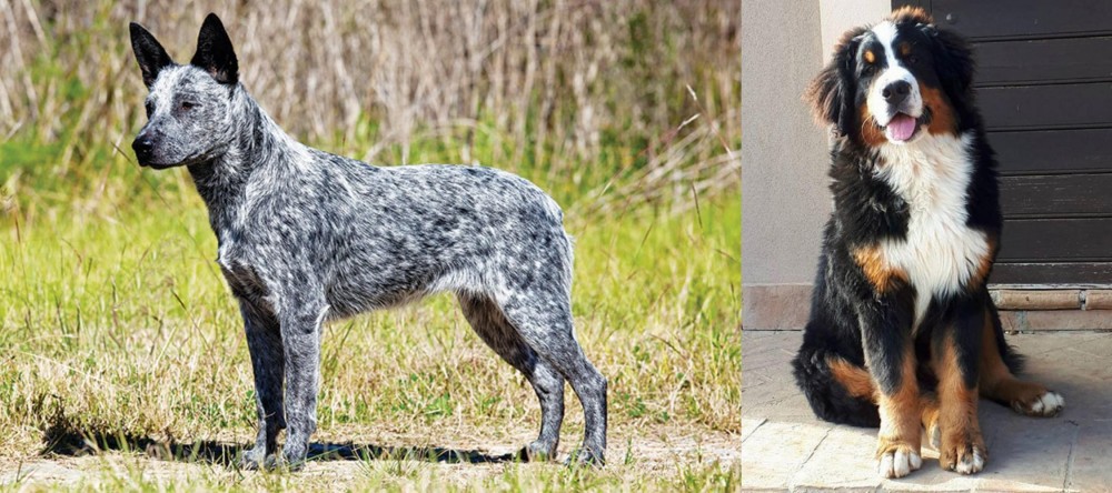 Mountain Burmese vs Australian Stumpy Tail Cattle Dog - Breed Comparison