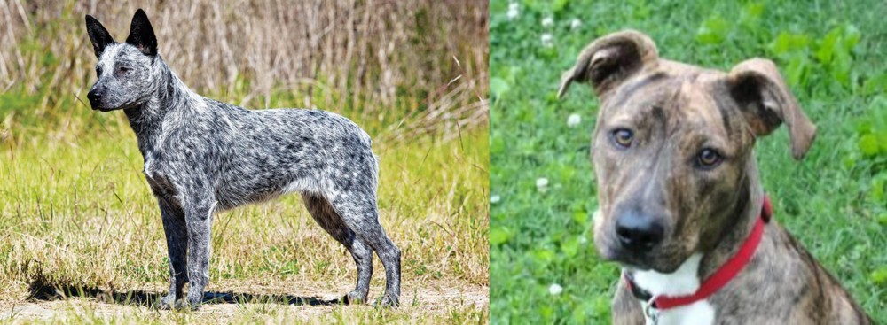 Mountain Cur vs Australian Stumpy Tail Cattle Dog - Breed Comparison