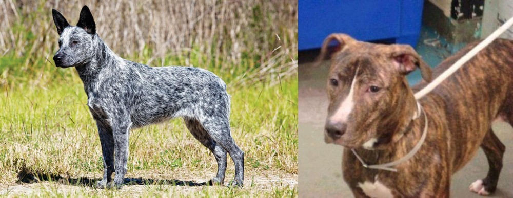 Mountain View Cur vs Australian Stumpy Tail Cattle Dog - Breed Comparison
