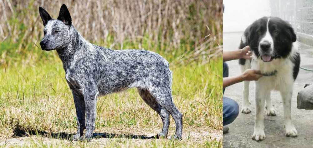 Mucuchies vs Australian Stumpy Tail Cattle Dog - Breed Comparison