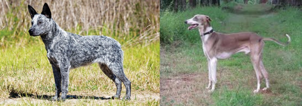 Mudhol Hound vs Australian Stumpy Tail Cattle Dog - Breed Comparison