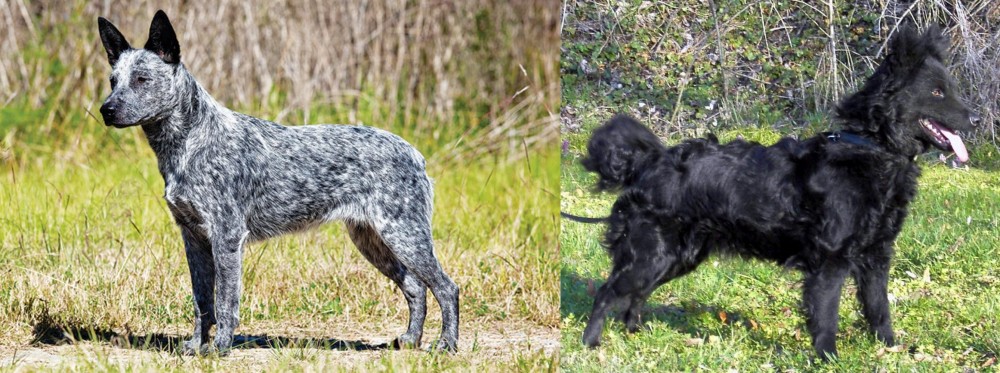 Mudi vs Australian Stumpy Tail Cattle Dog - Breed Comparison