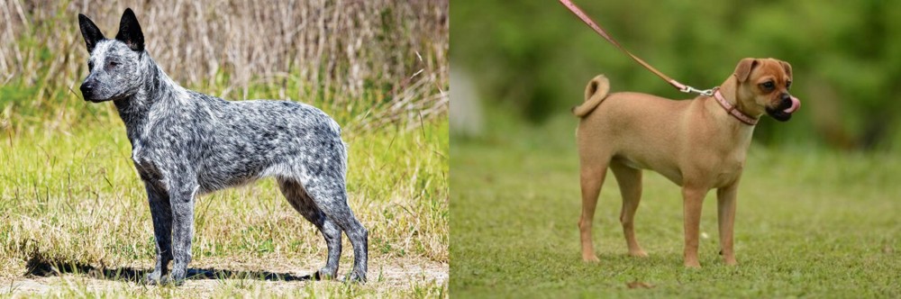 Muggin vs Australian Stumpy Tail Cattle Dog - Breed Comparison
