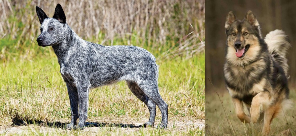 Native American Indian Dog vs Australian Stumpy Tail Cattle Dog - Breed Comparison