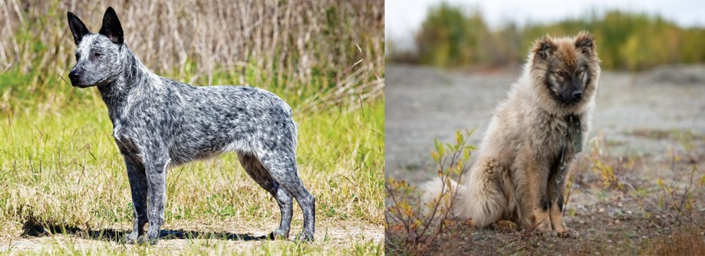 Nenets Herding Laika vs Australian Stumpy Tail Cattle Dog - Breed Comparison