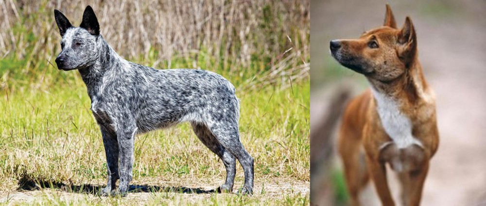 New Guinea Singing Dog vs Australian Stumpy Tail Cattle Dog - Breed Comparison