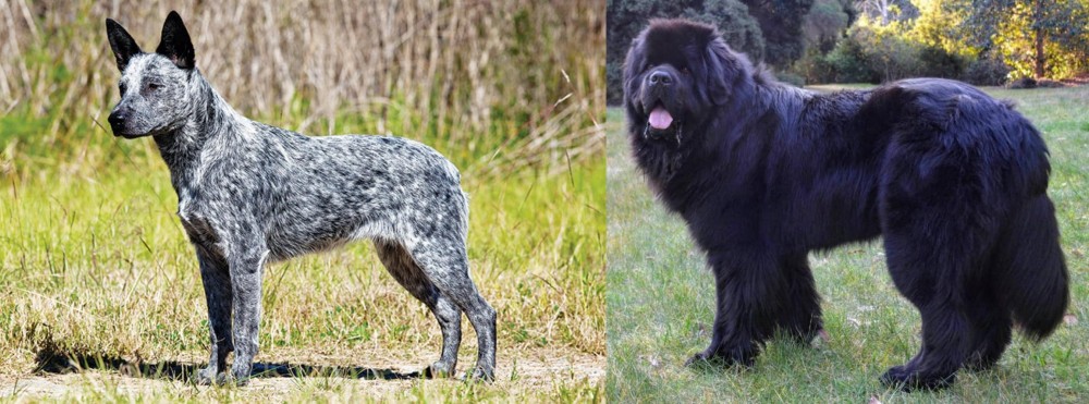 Newfoundland Dog vs Australian Stumpy Tail Cattle Dog - Breed Comparison