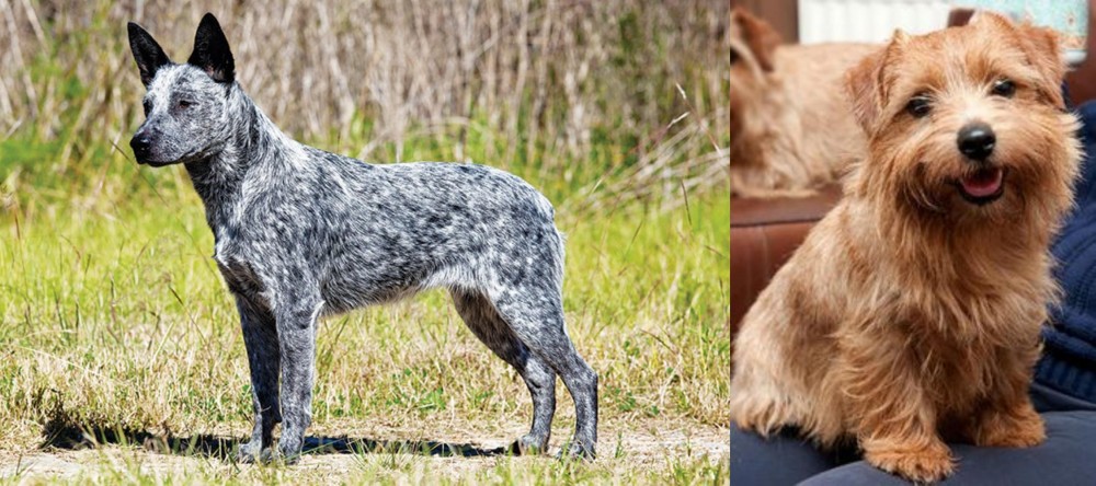 Norfolk Terrier vs Australian Stumpy Tail Cattle Dog - Breed Comparison