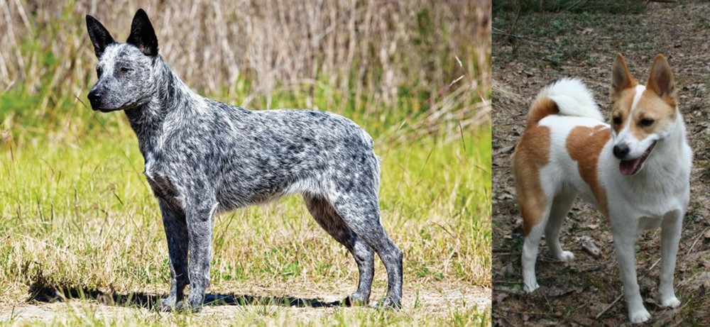 Norrbottenspets vs Australian Stumpy Tail Cattle Dog - Breed Comparison