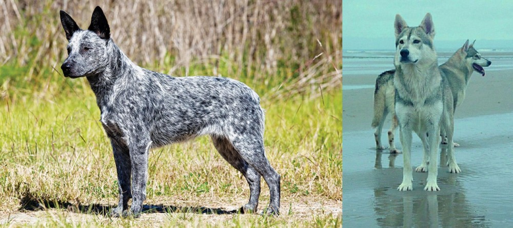 Northern Inuit Dog vs Australian Stumpy Tail Cattle Dog - Breed Comparison