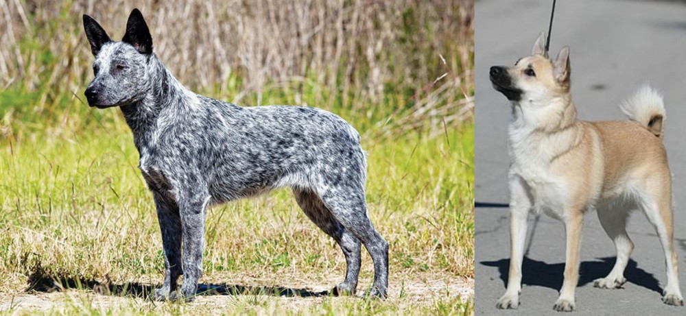 Norwegian Buhund vs Australian Stumpy Tail Cattle Dog - Breed Comparison