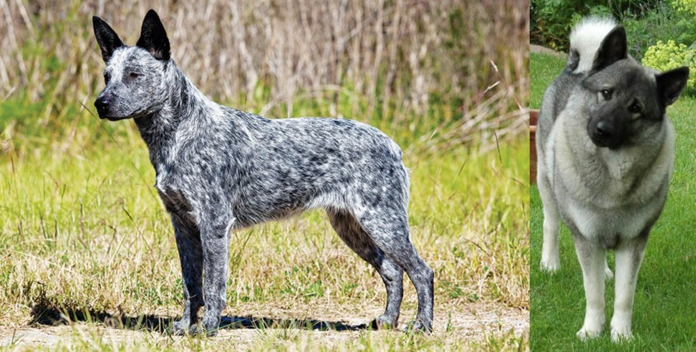 Norwegian Elkhound vs Australian Stumpy Tail Cattle Dog - Breed Comparison