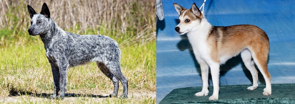 Norwegian Lundehund vs Australian Stumpy Tail Cattle Dog - Breed Comparison