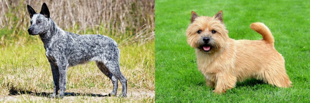 Norwich Terrier vs Australian Stumpy Tail Cattle Dog - Breed Comparison