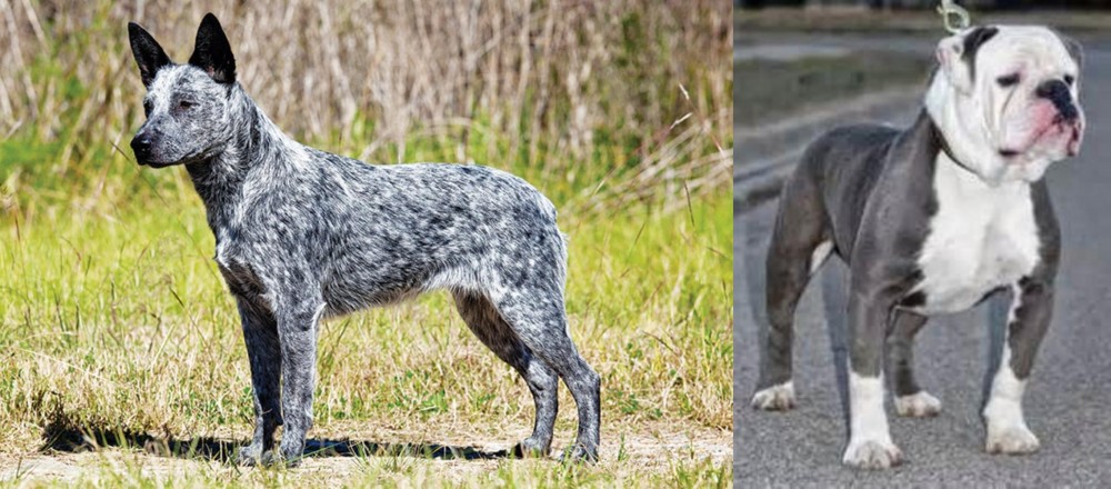Old English Bulldog vs Australian Stumpy Tail Cattle Dog - Breed Comparison