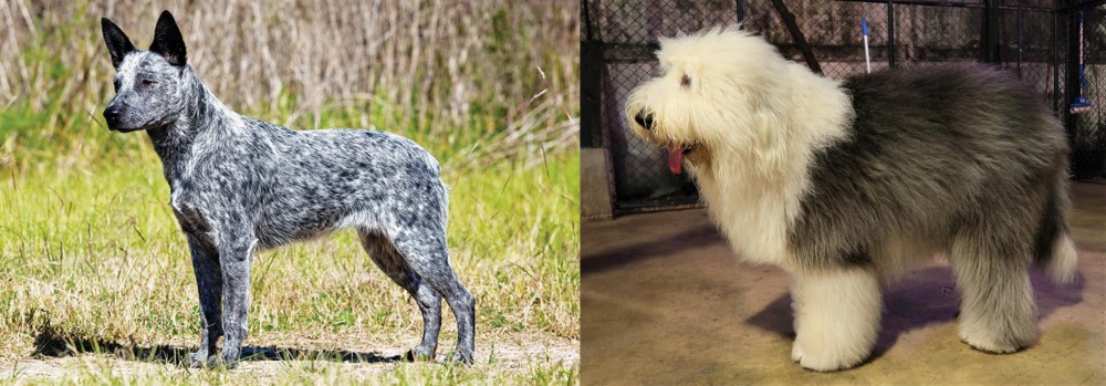 Old English Sheepdog vs Australian Stumpy Tail Cattle Dog - Breed Comparison