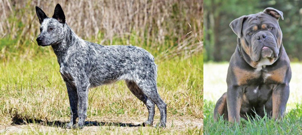 Olde English Bulldogge vs Australian Stumpy Tail Cattle Dog - Breed Comparison