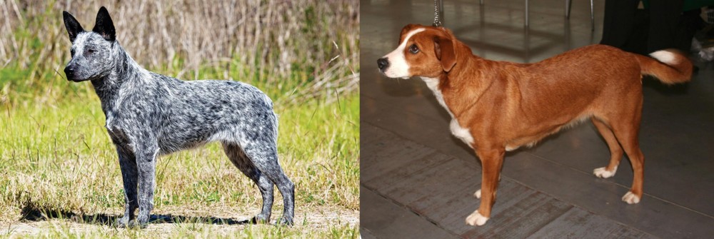 Osterreichischer Kurzhaariger Pinscher vs Australian Stumpy Tail Cattle Dog - Breed Comparison