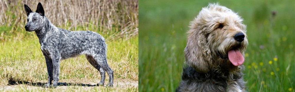 Otterhound vs Australian Stumpy Tail Cattle Dog - Breed Comparison