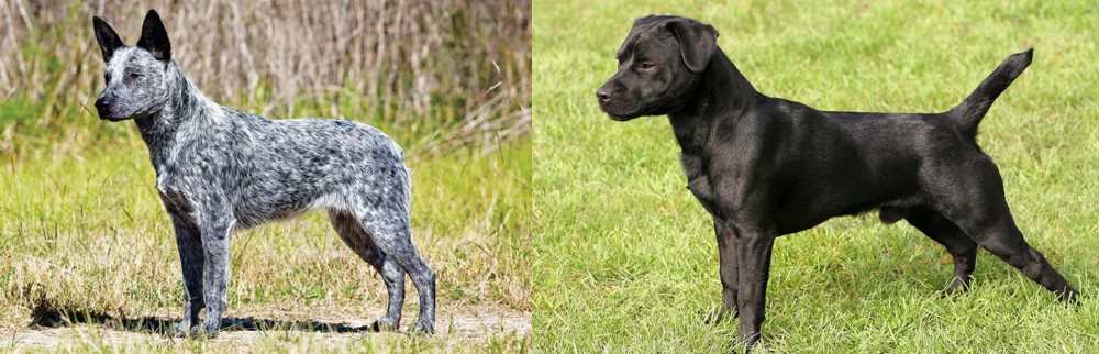 Patterdale Terrier vs Australian Stumpy Tail Cattle Dog - Breed Comparison