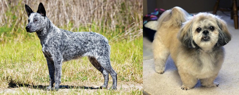 PekePoo vs Australian Stumpy Tail Cattle Dog - Breed Comparison