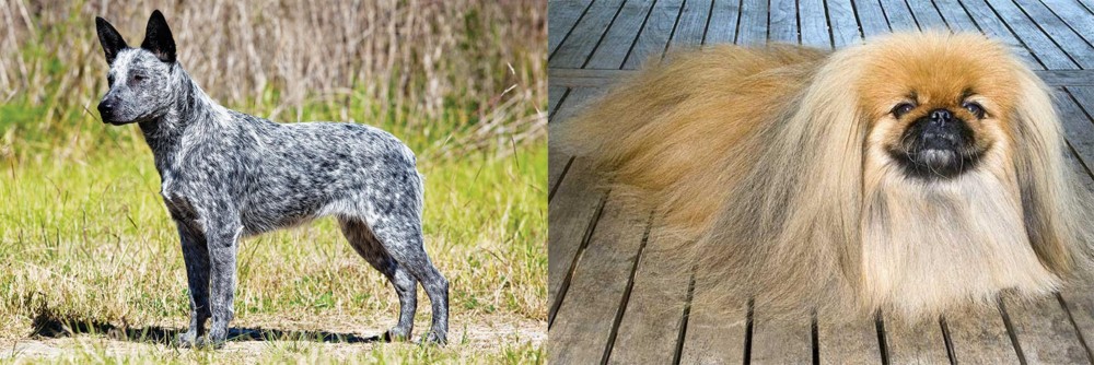 Pekingese vs Australian Stumpy Tail Cattle Dog - Breed Comparison