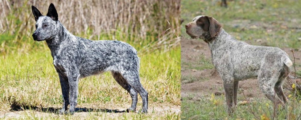 Perdiguero de Burgos vs Australian Stumpy Tail Cattle Dog - Breed Comparison