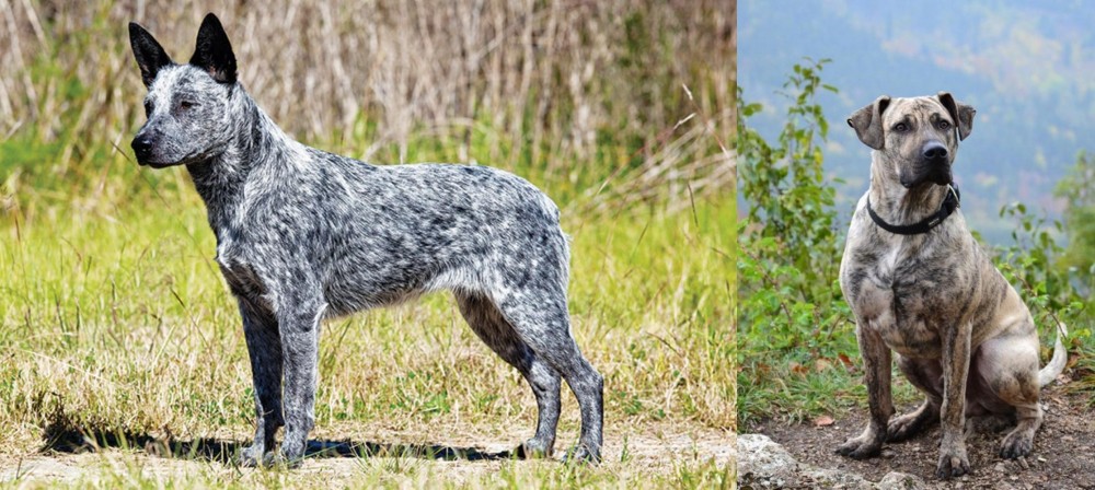 Perro Cimarron vs Australian Stumpy Tail Cattle Dog - Breed Comparison