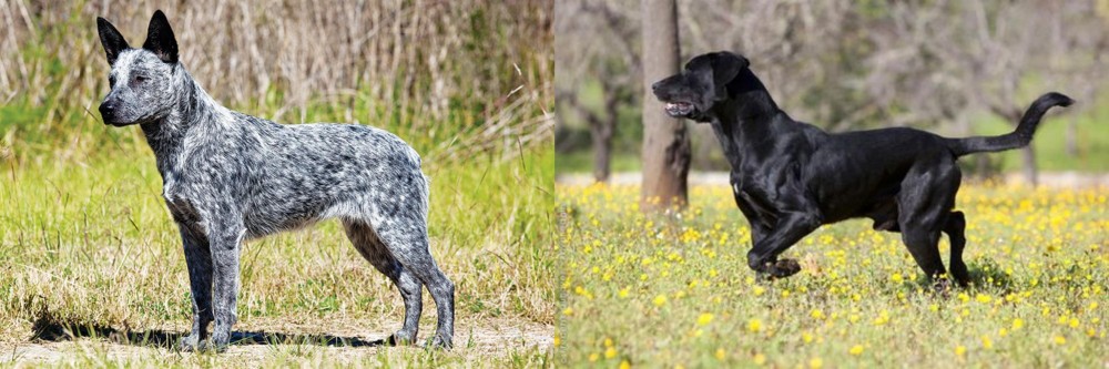 Perro de Pastor Mallorquin vs Australian Stumpy Tail Cattle Dog - Breed Comparison