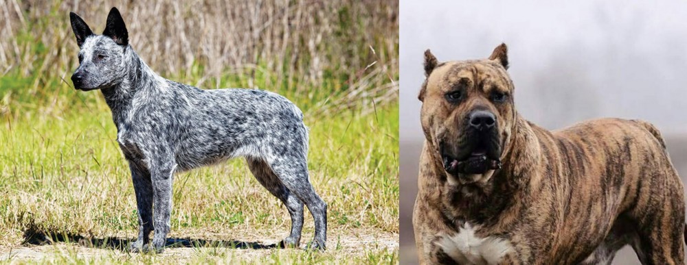 Perro de Presa Canario vs Australian Stumpy Tail Cattle Dog - Breed Comparison