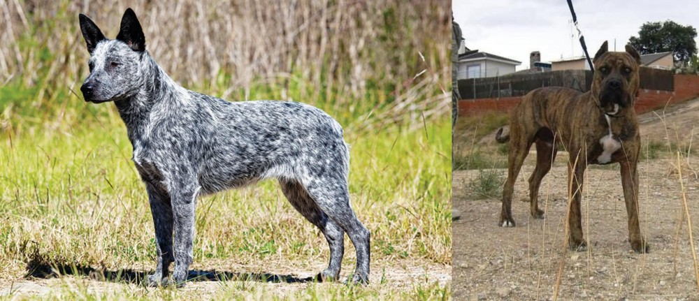 Perro de Toro vs Australian Stumpy Tail Cattle Dog - Breed Comparison