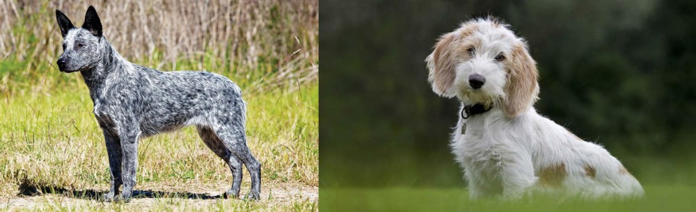 Petit Basset Griffon Vendeen vs Australian Stumpy Tail Cattle Dog - Breed Comparison